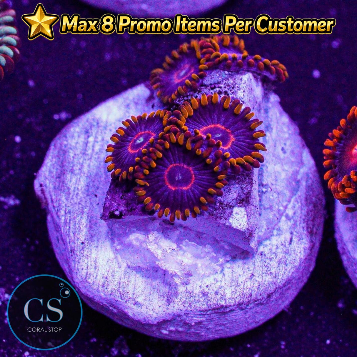 Red Hornet Zoa