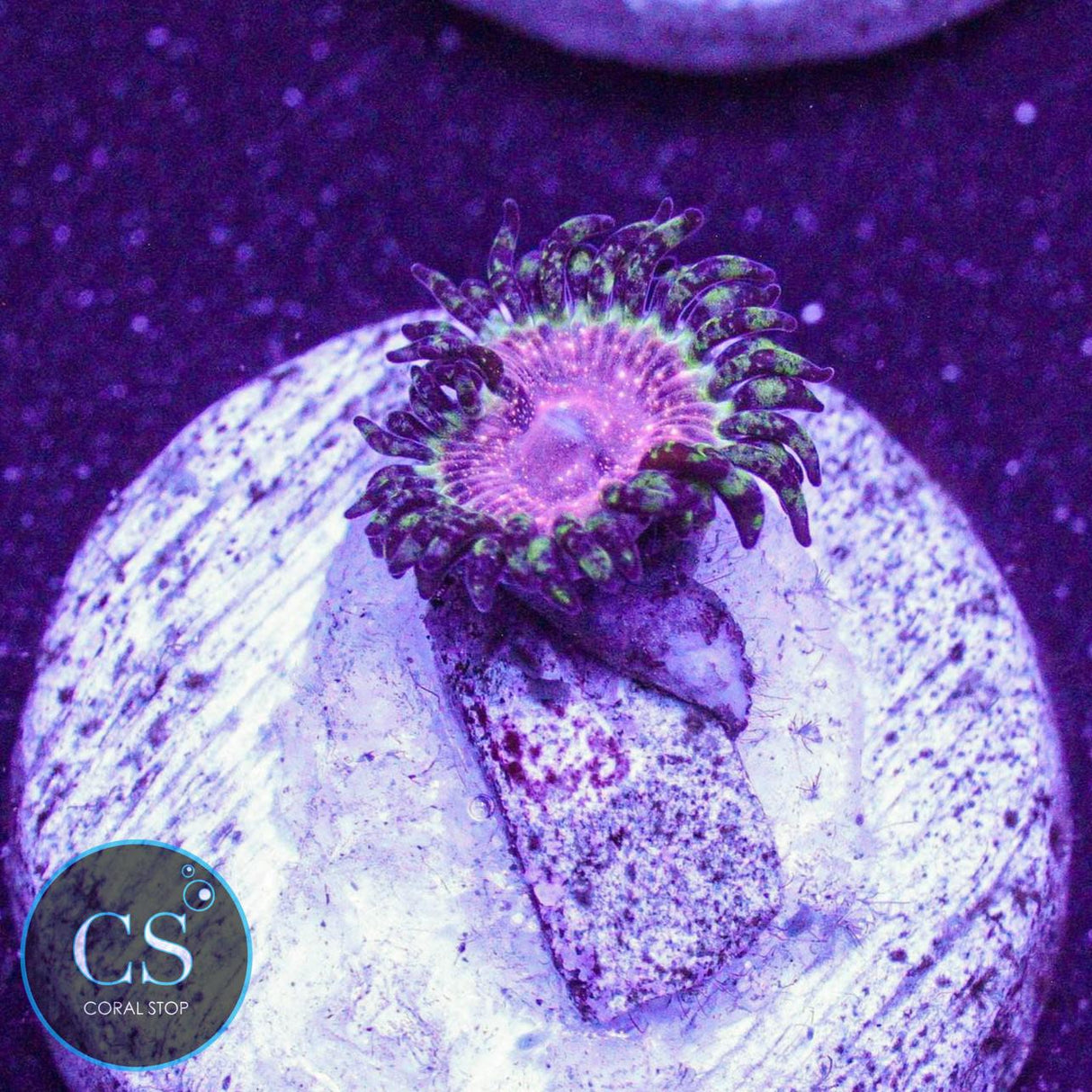 Strawberry Wine Zoa