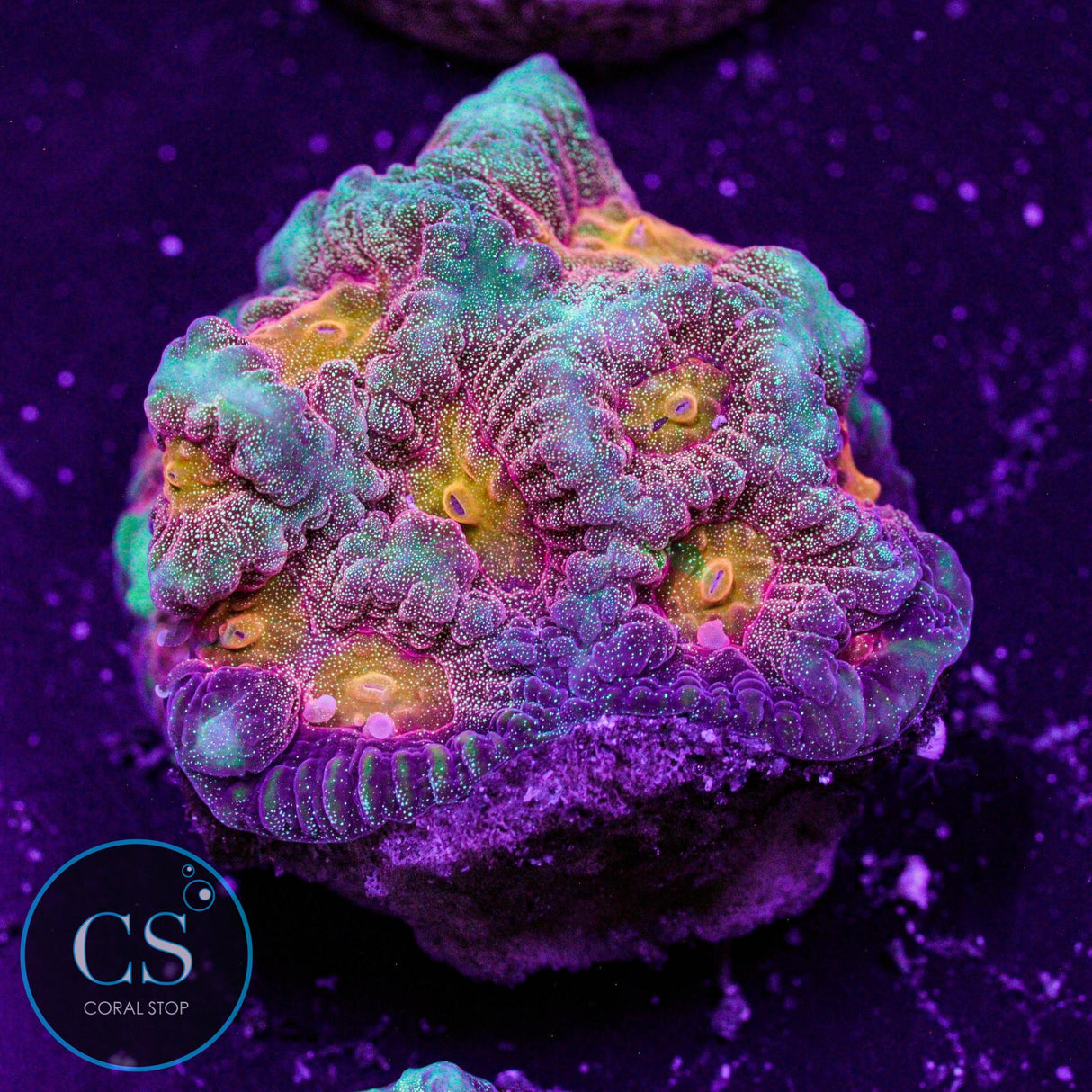 CS Spellbinder Favia