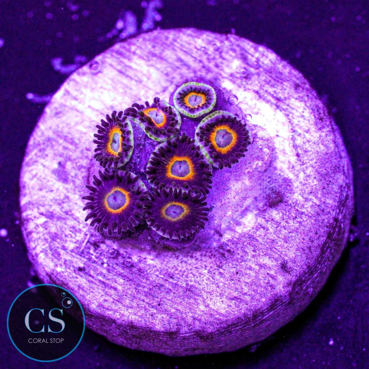 Jawbreaker Micro Zoa
