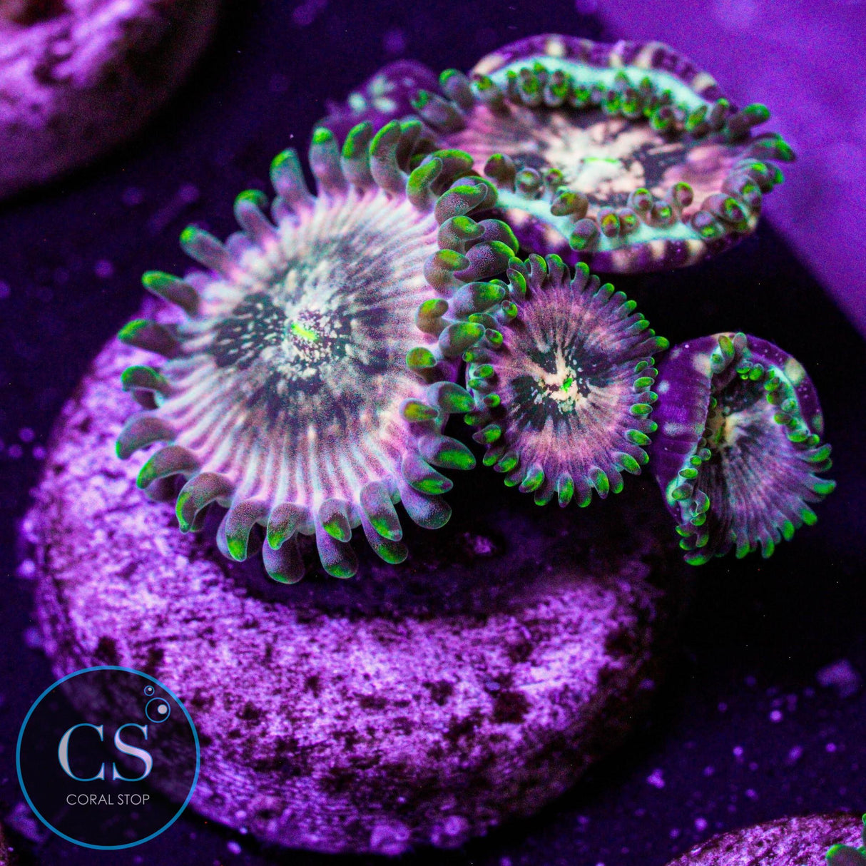 Hawaiian Ding Dang Zoa