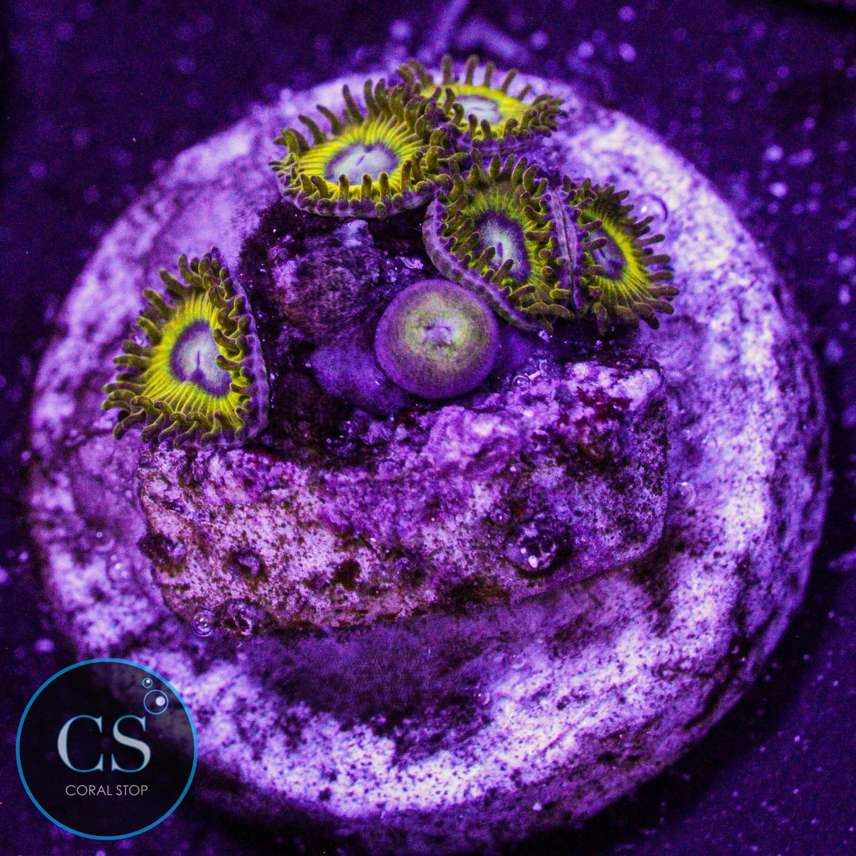 Pikachu Zoa