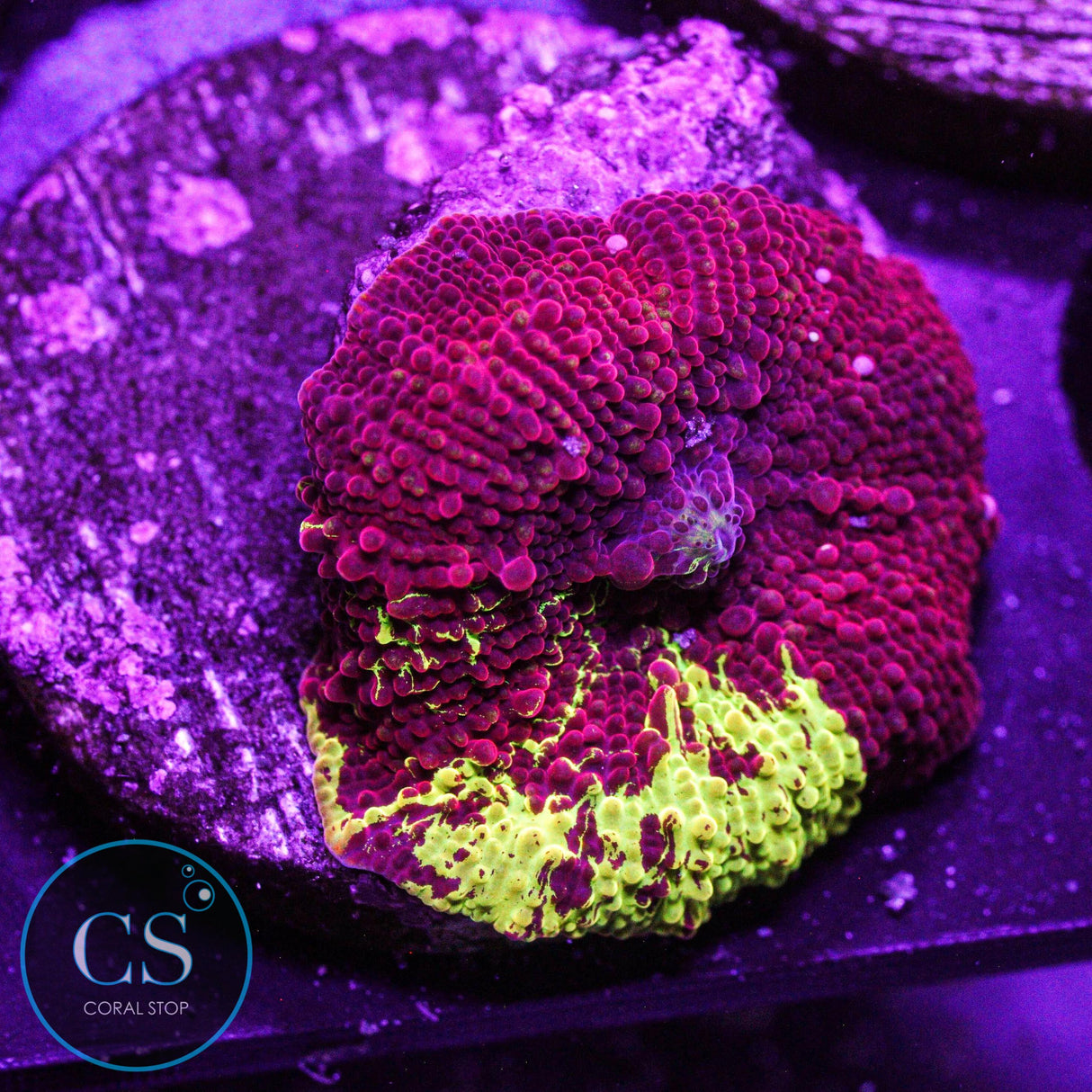 Eclectus Jawbreaker Mushroom