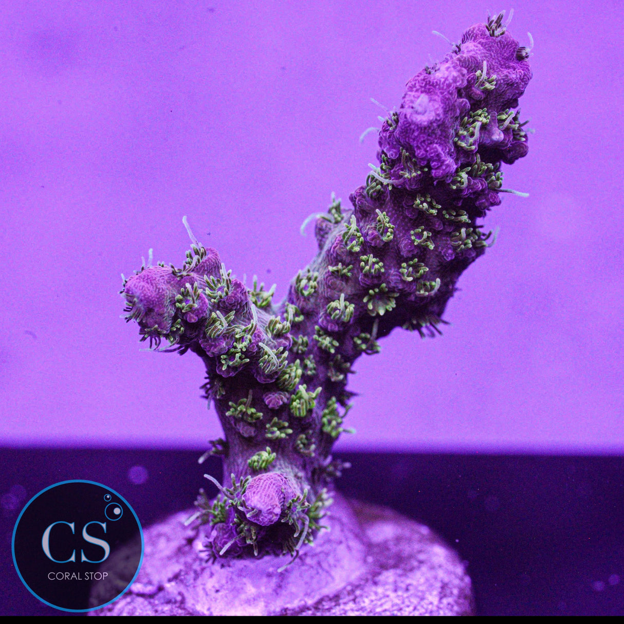 RR Star Fire Acro