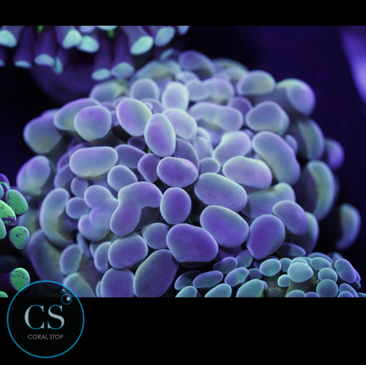 RAINBOW HOLOGRAM HAMMER