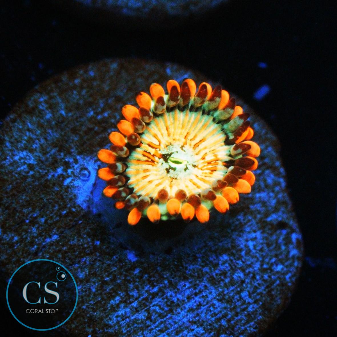 CB WHITE ZOMBIES ZOA