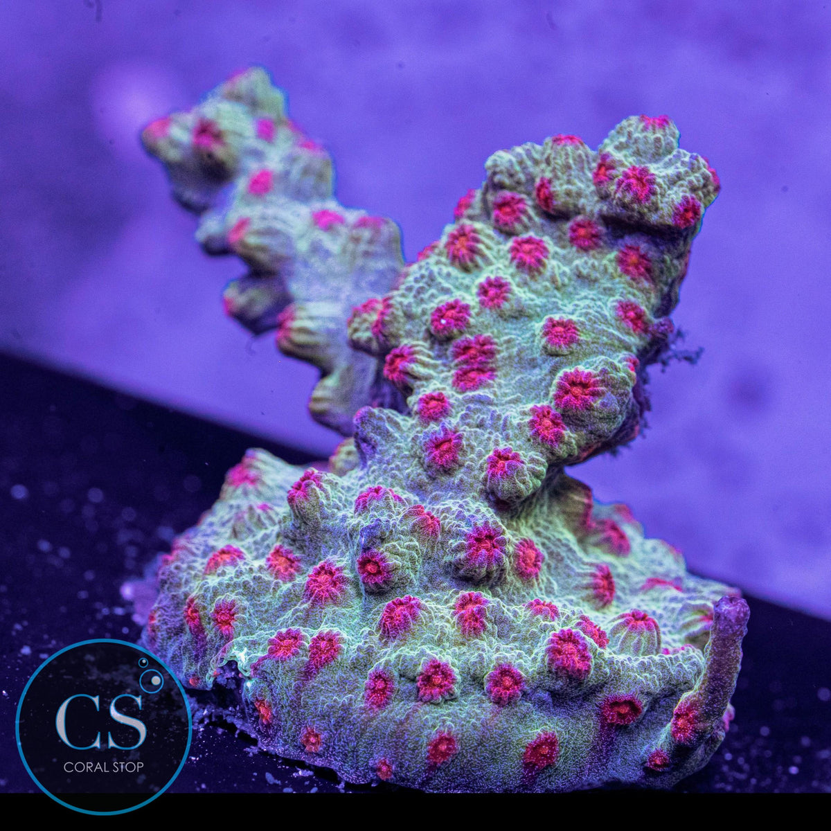 Branch Meteor Shower Cyphastrea