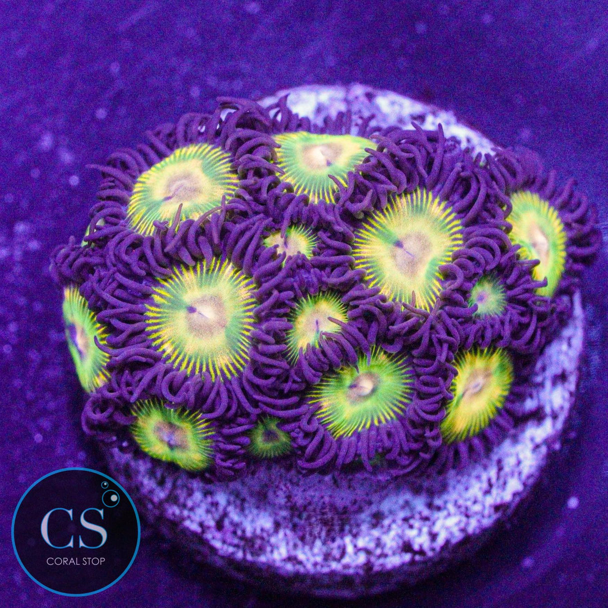 Super Mario Sunshine Zoa