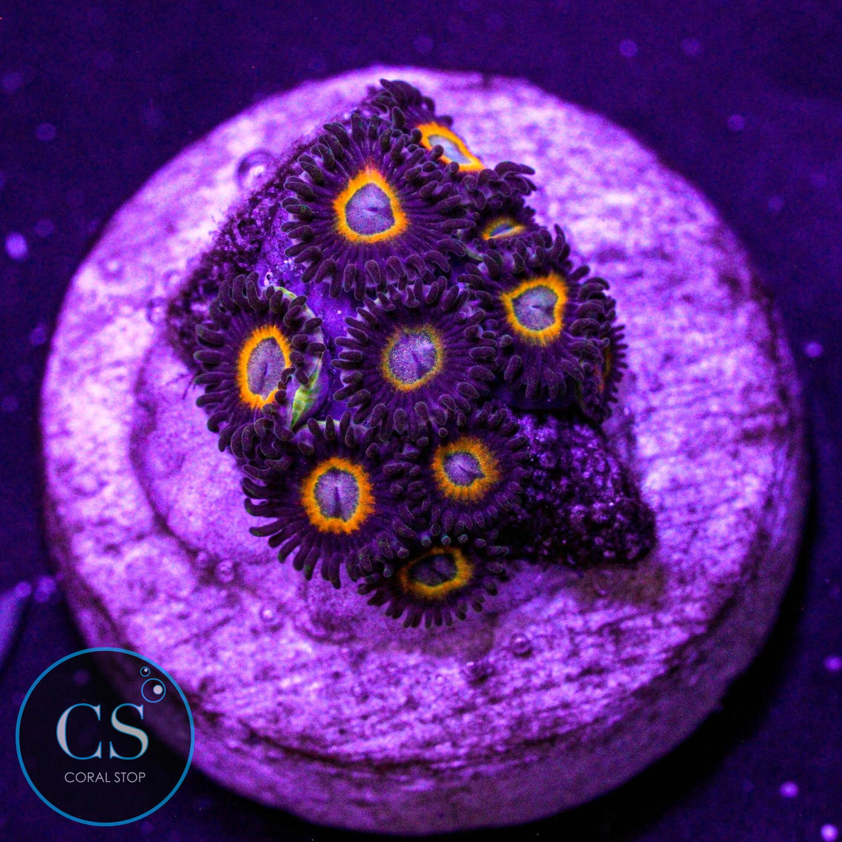 Jawbreaker Micro Zoa