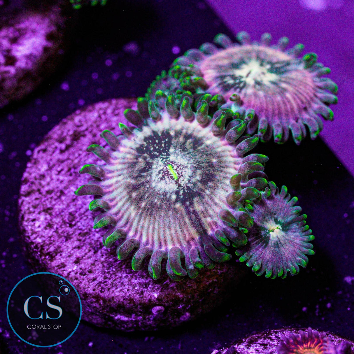 Hawaiian Ding Dang Zoa