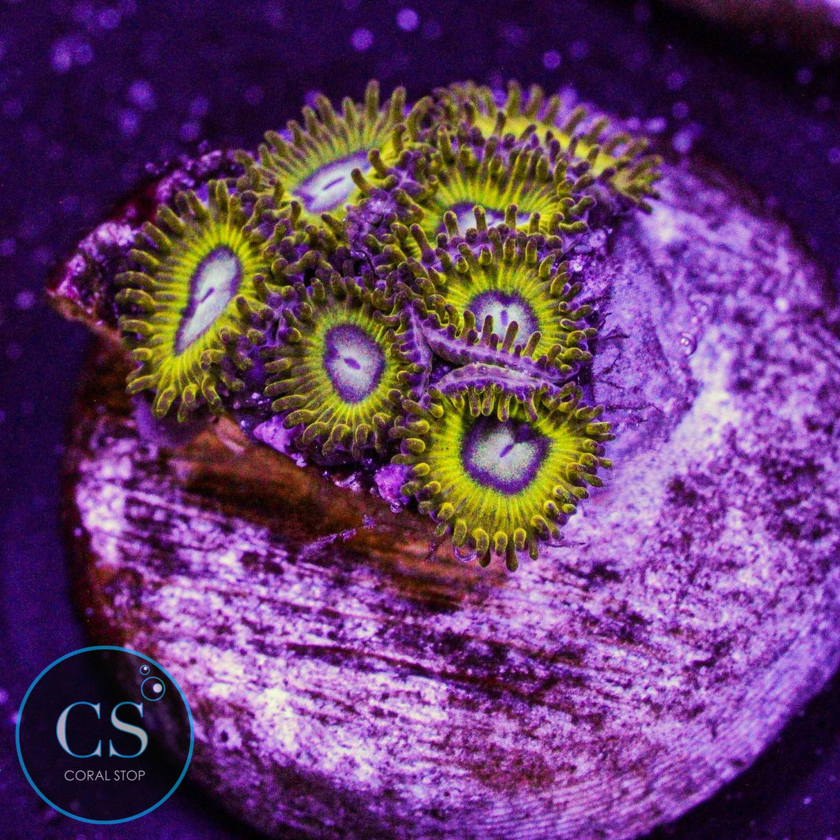Pikachu Zoa