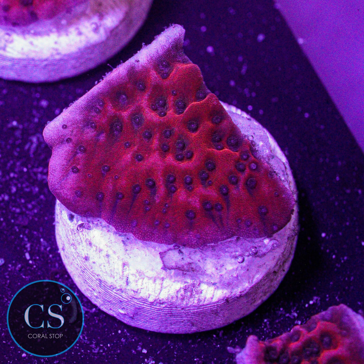 Dragon Stone Montipora