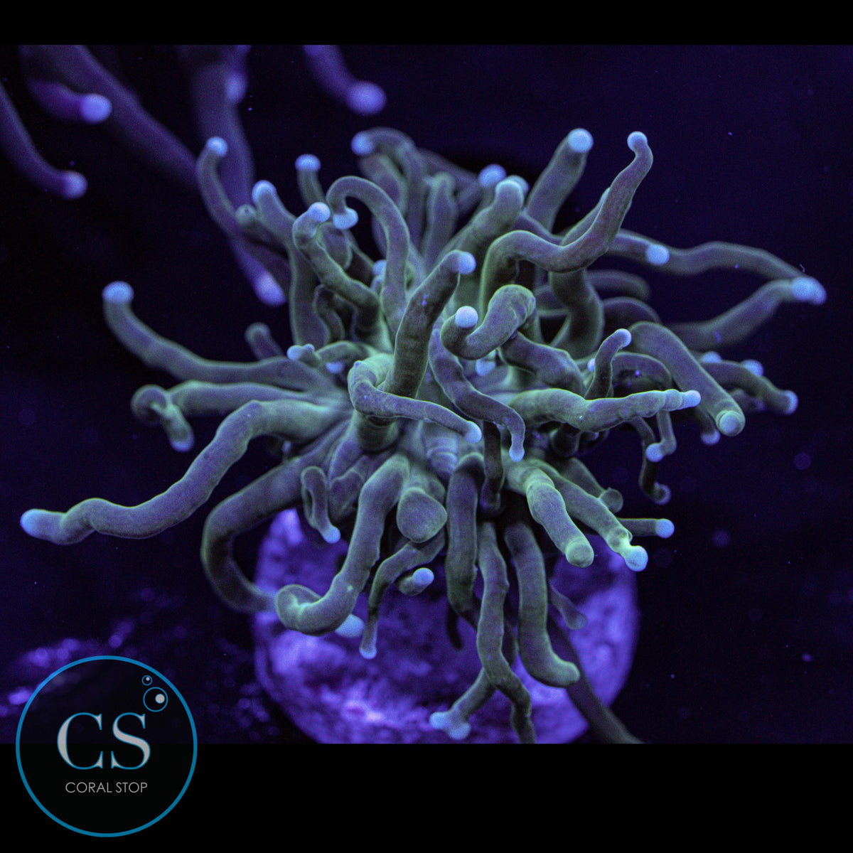Baby Pearl Tip Torch