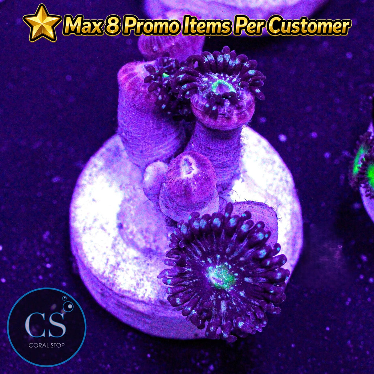 Blue Lagoon Zoa