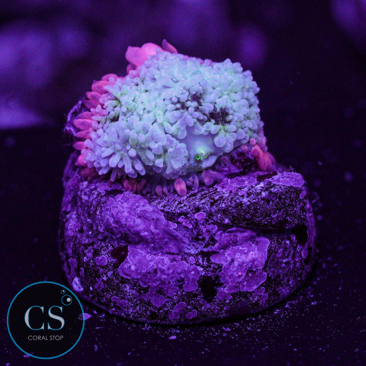 Frankenstein Bounce Mushroom