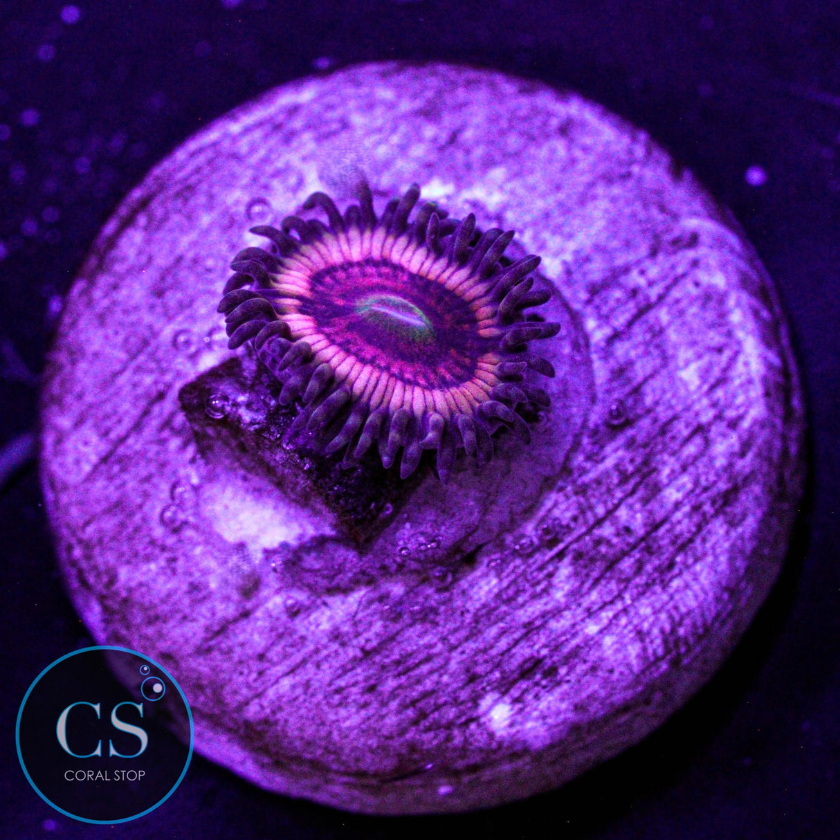 CS Bloody Cuties Zoa