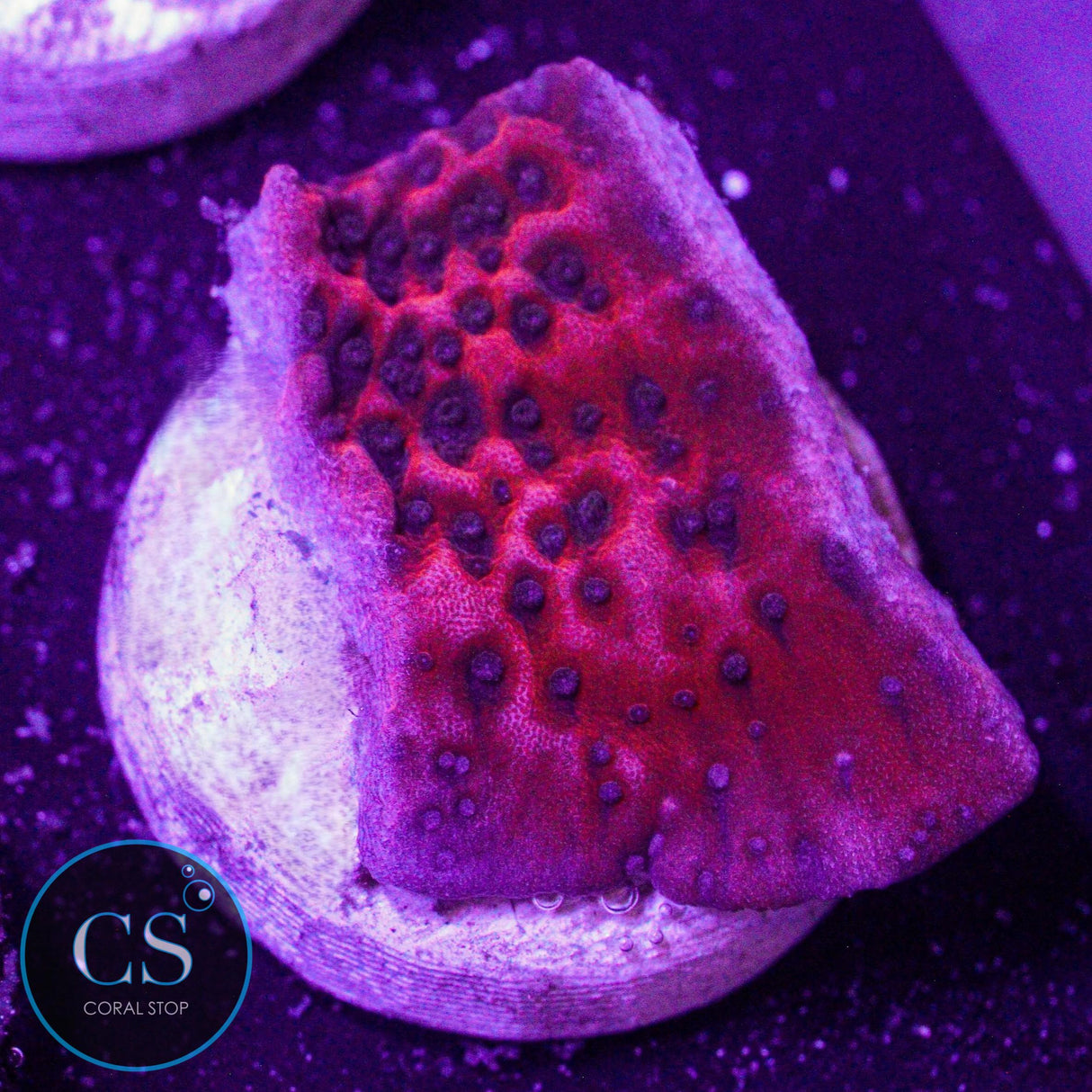 Dragon Stone Montipora