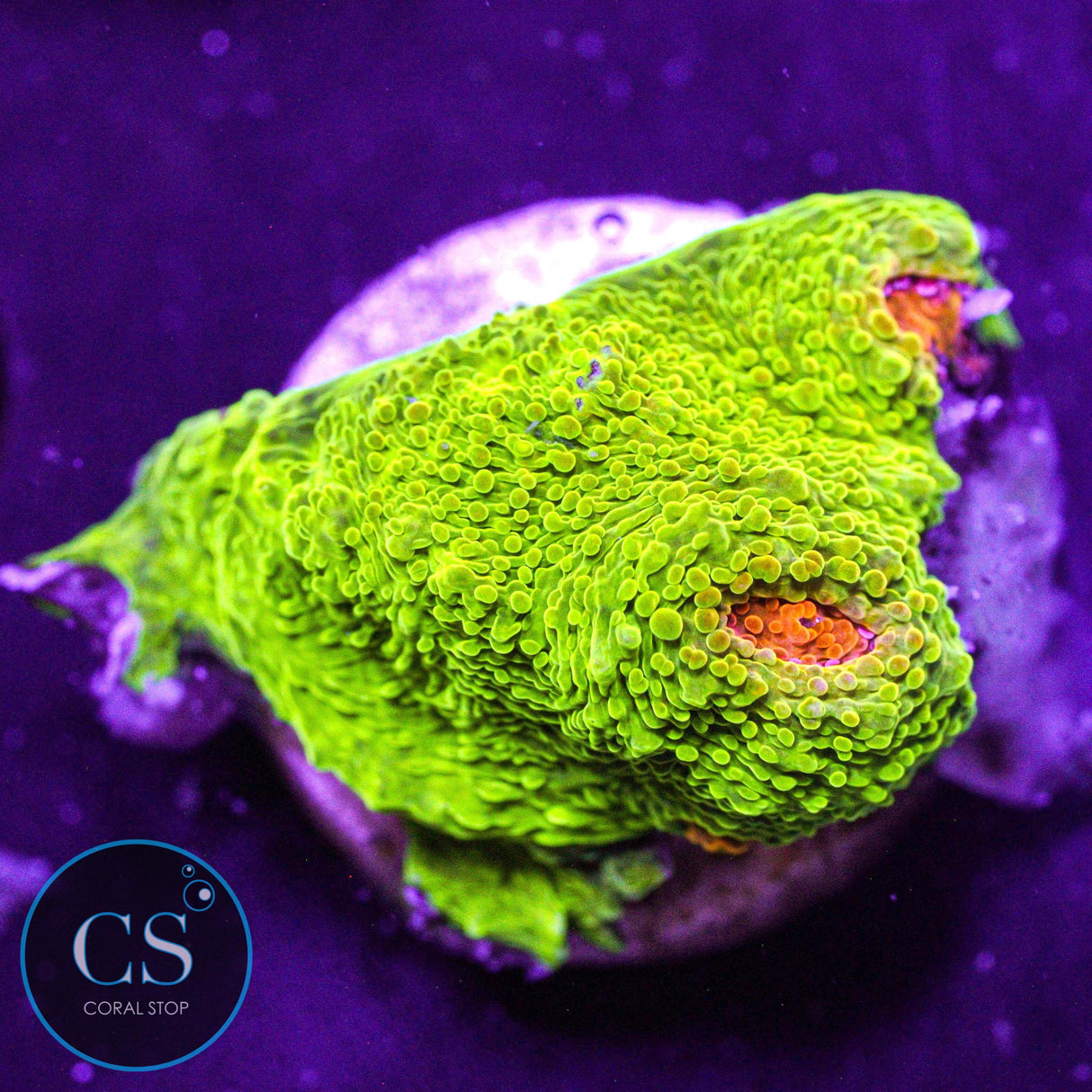 Tyree Bubblegum Monster Chalice