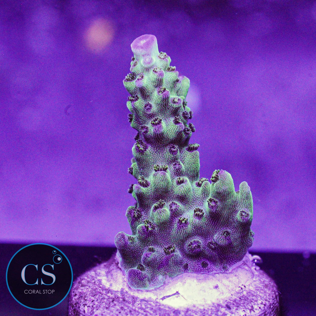 WWC Black Widow Baby Acro