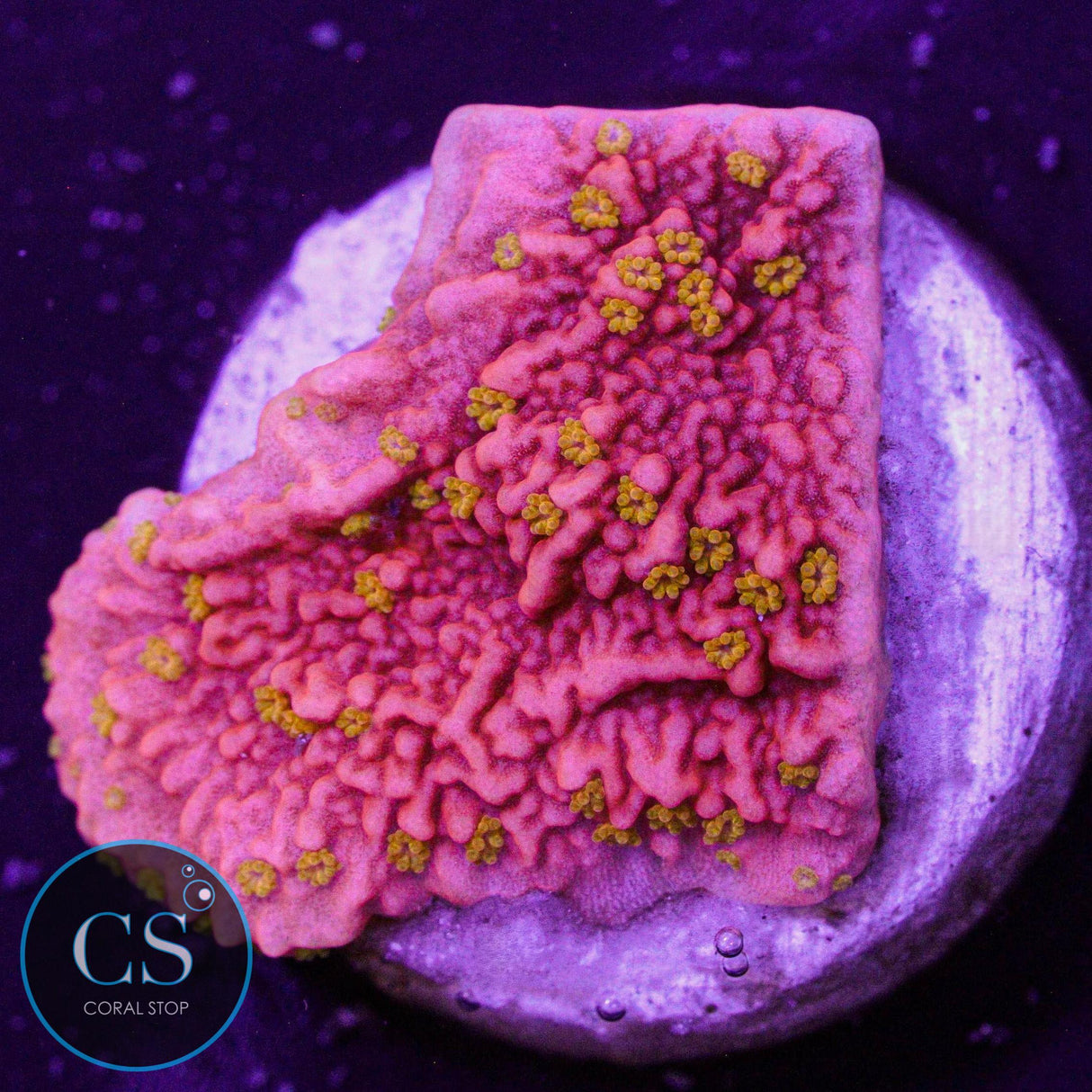 Sunrise Montipora