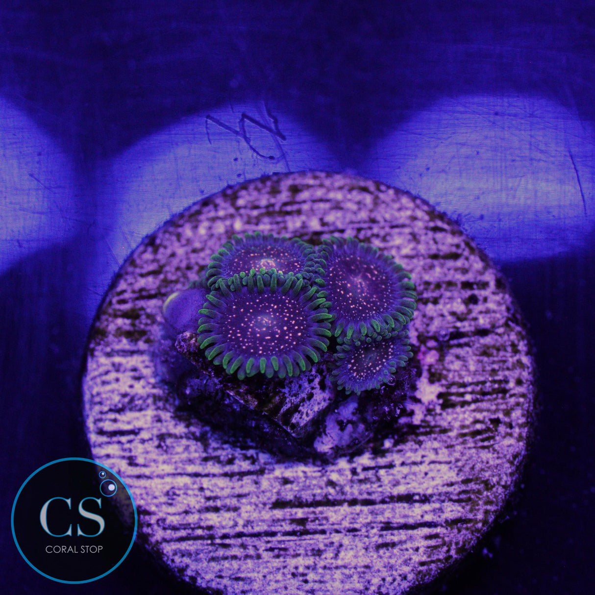 CS COMET COMBUSTION ZOA