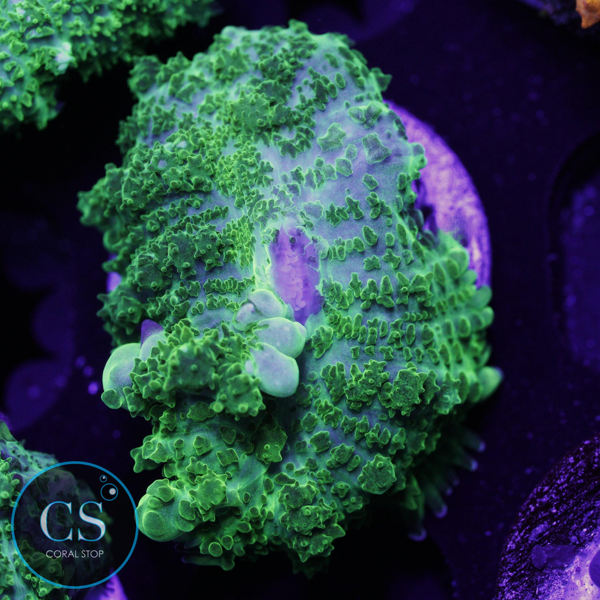 CS GHOST JUNGLE BOUNCE MUSHROOM