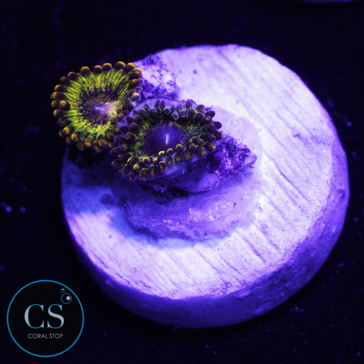 CC Gold Maul Zoa