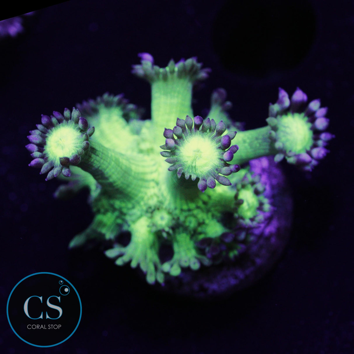 Pseudo Glitter Goniopora