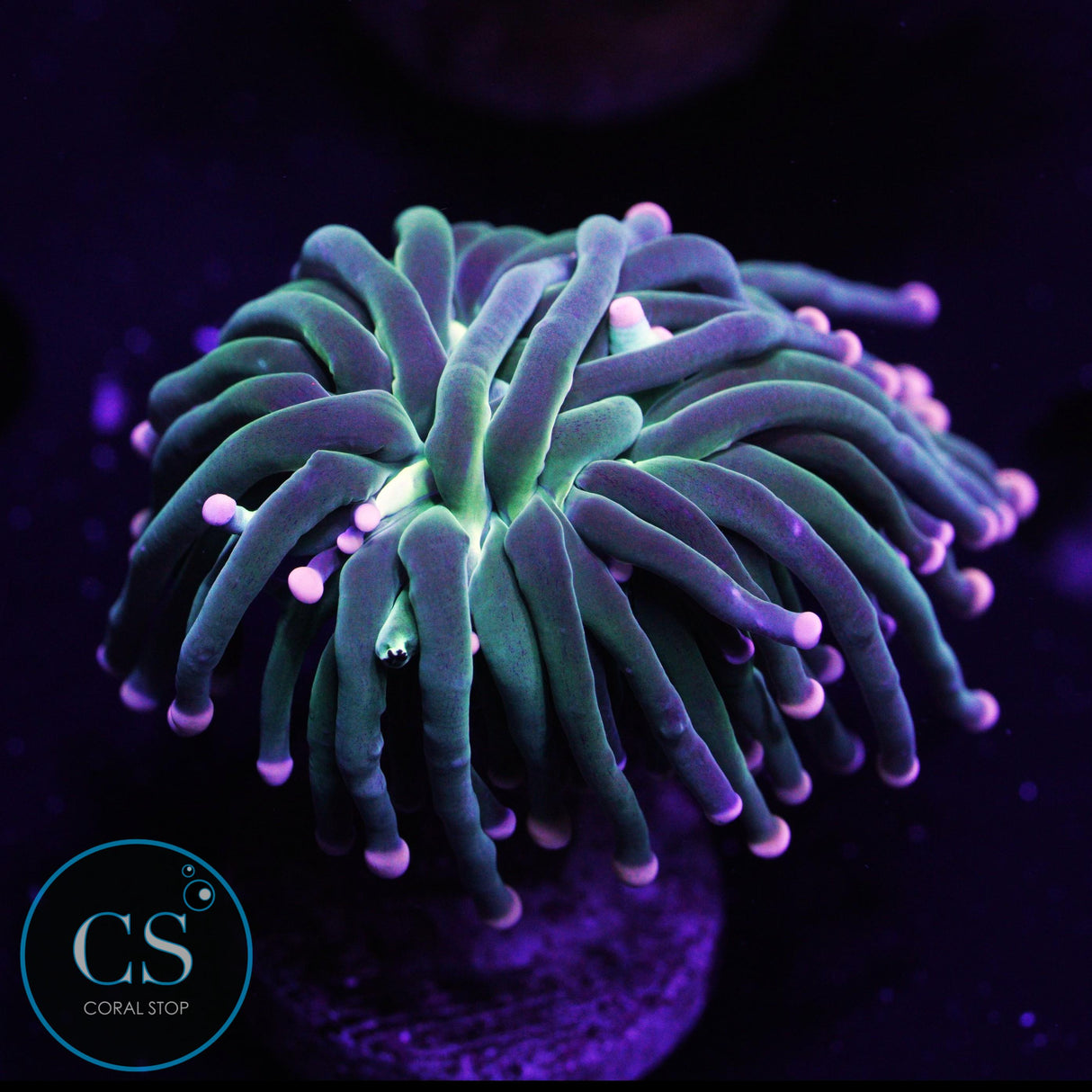 Fairy Godmother Torch - Super Sale