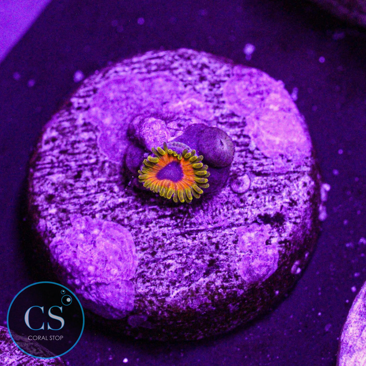 Great Owl Zoa