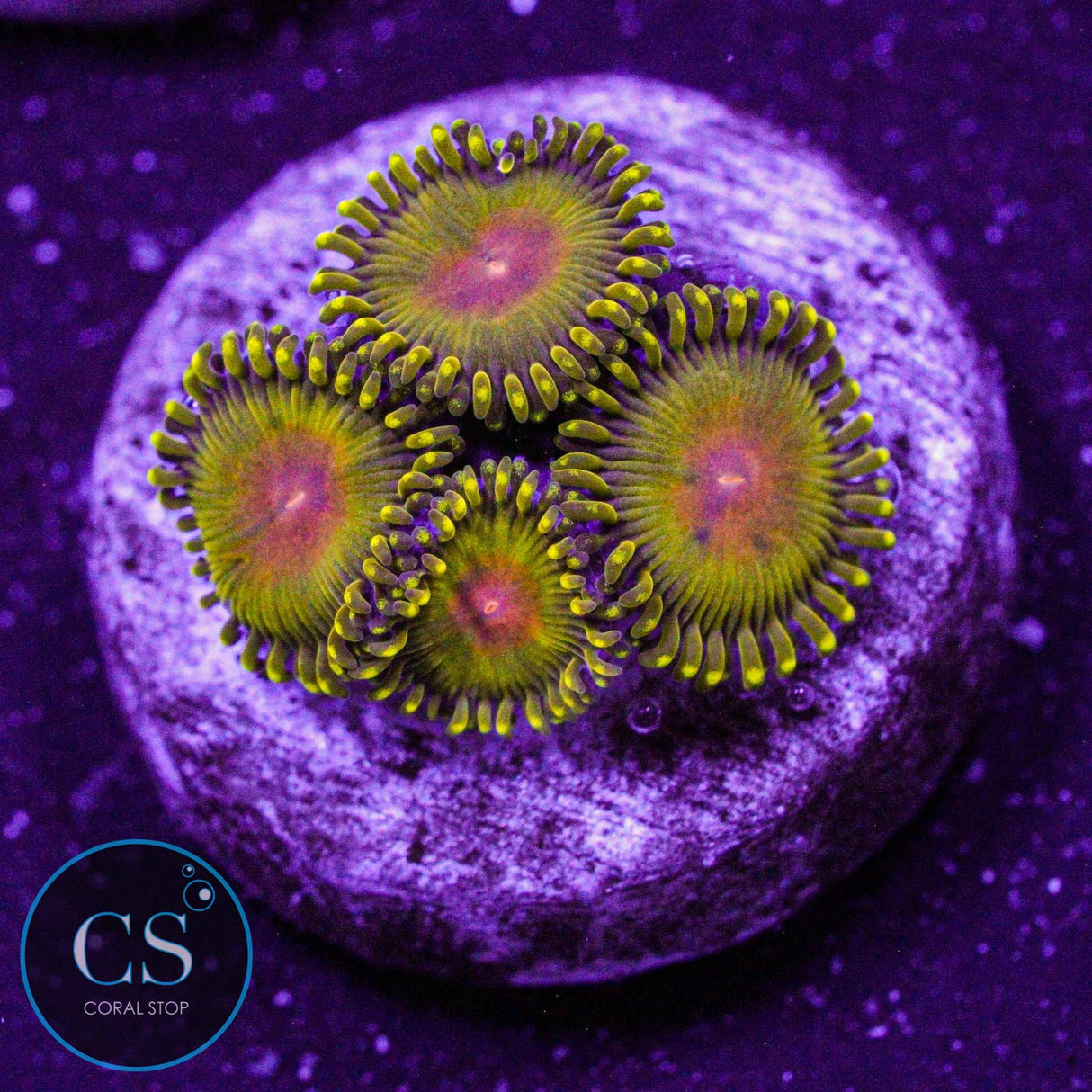 WWC Golden Gods Zoa