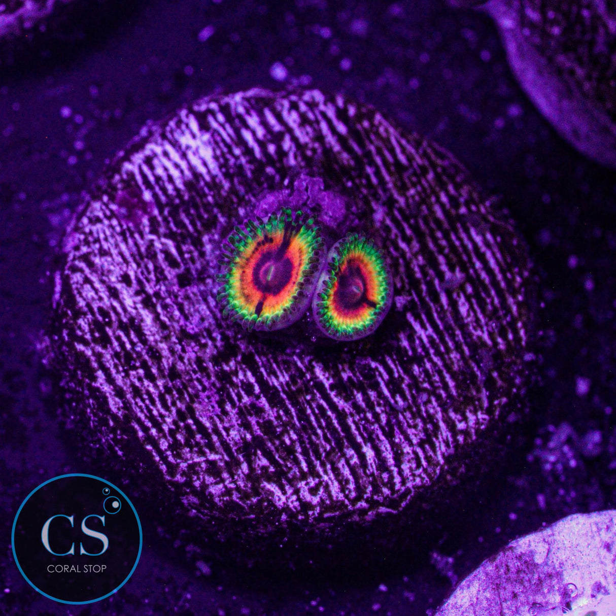 Little Shop Of Horror Zoa