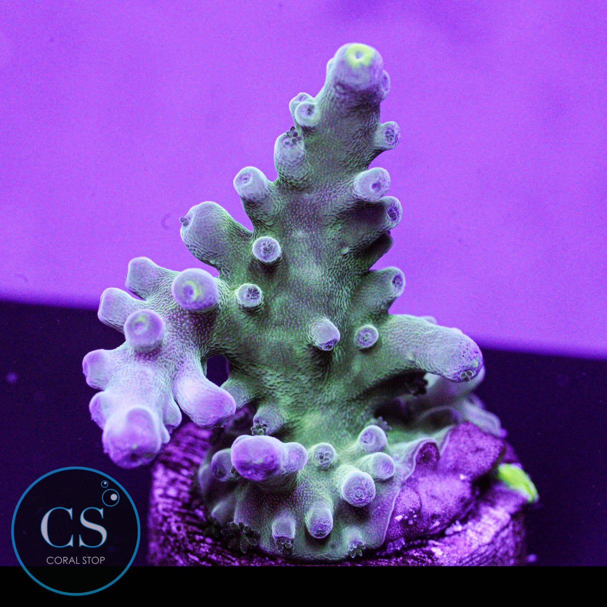 WWC Yellow Tip Acro