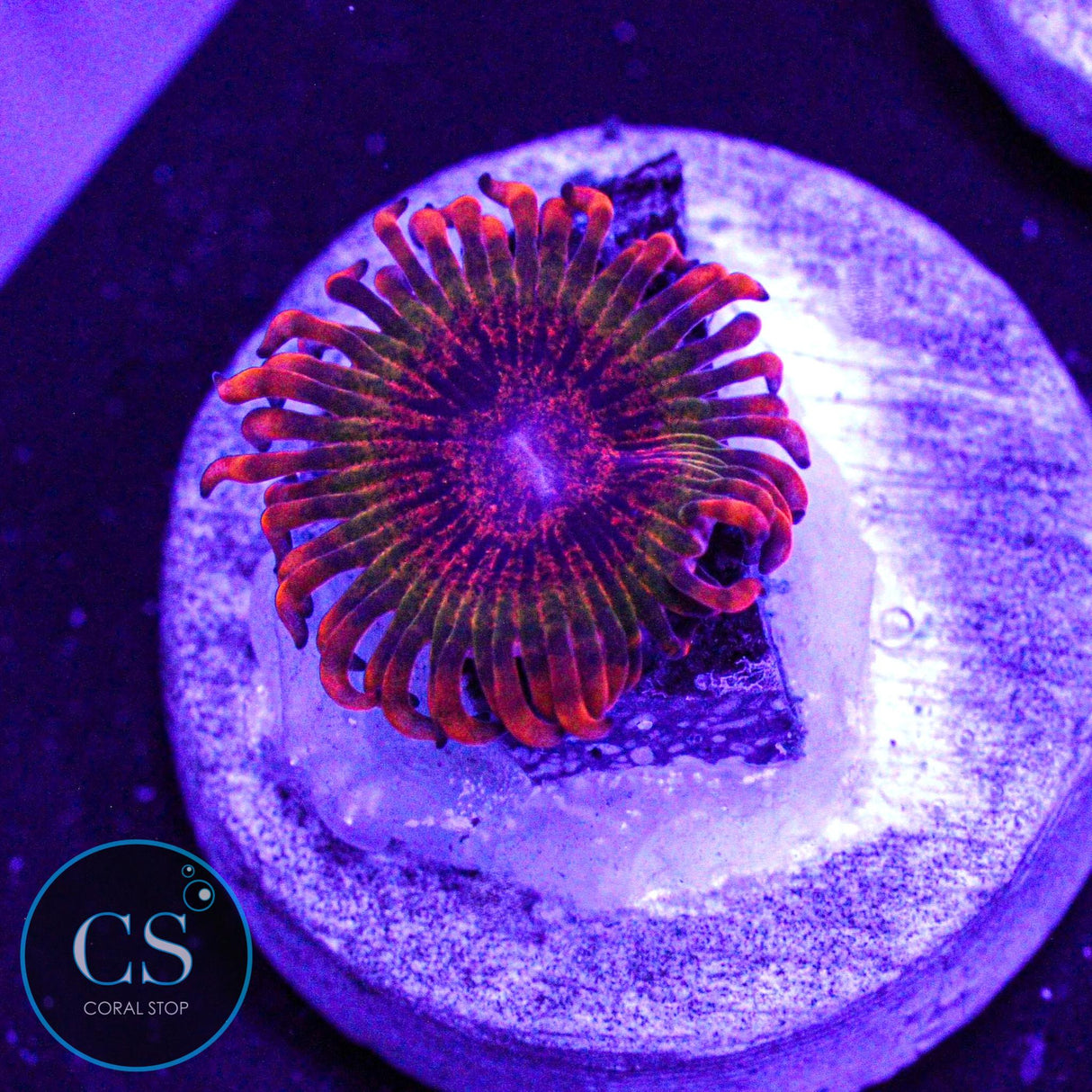 Speckled Krakatoa Zoa