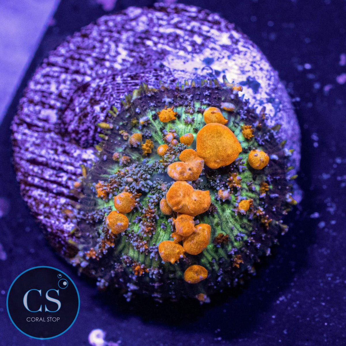 Sunkist Bounce Mushroom