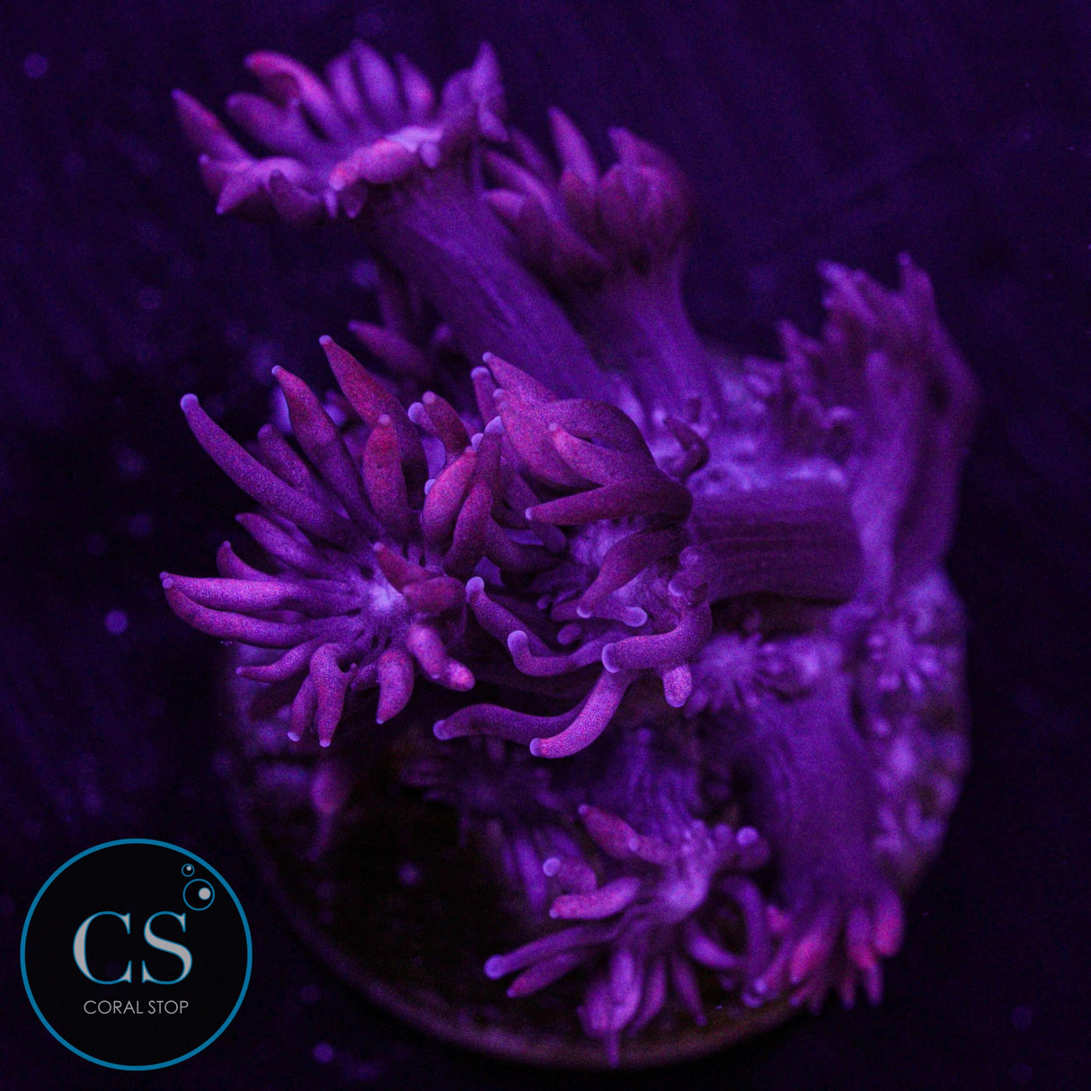 Red Goniopora