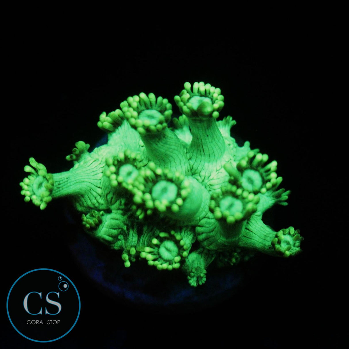 GREEN HIGHLIGHT GONI
