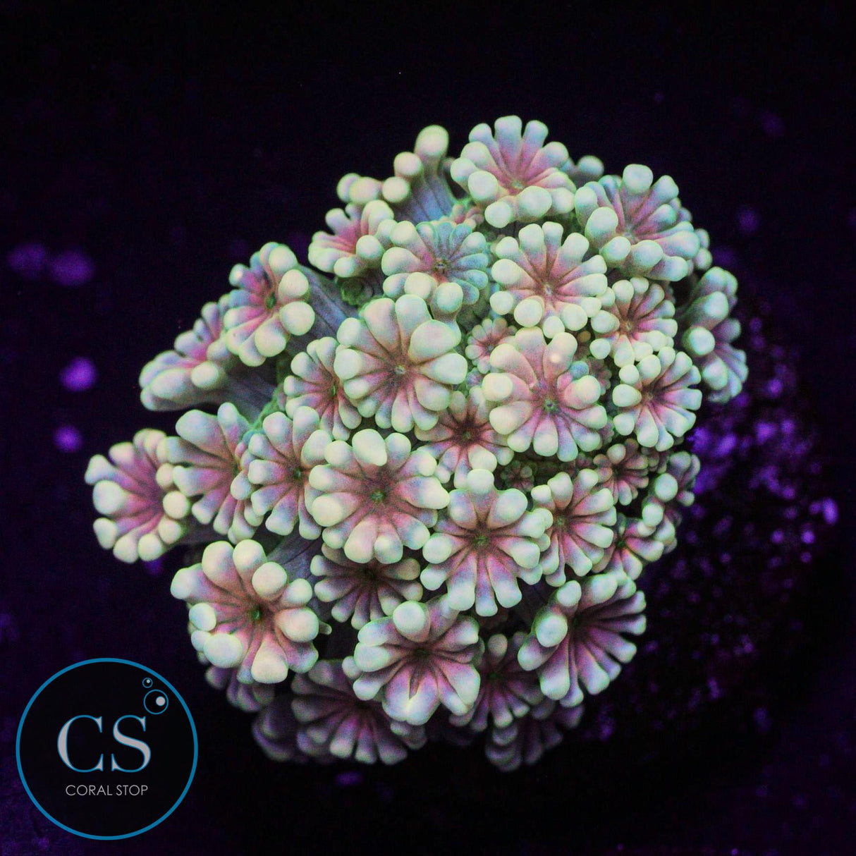 Sunset Daisy Alveopora