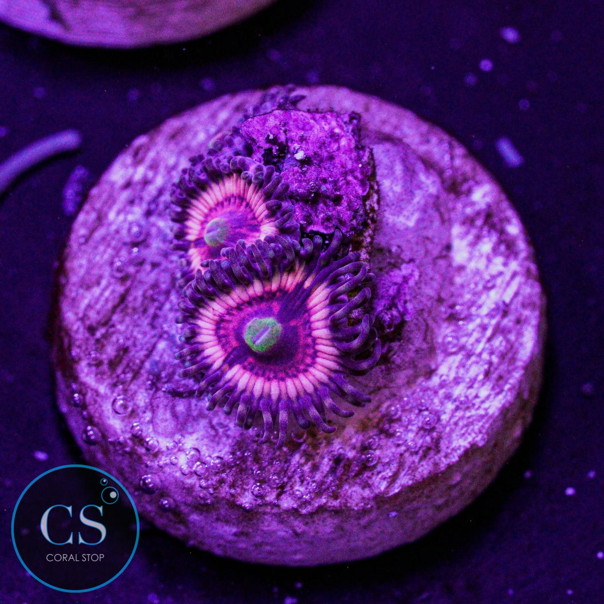 CS Bloody Cuties Zoa