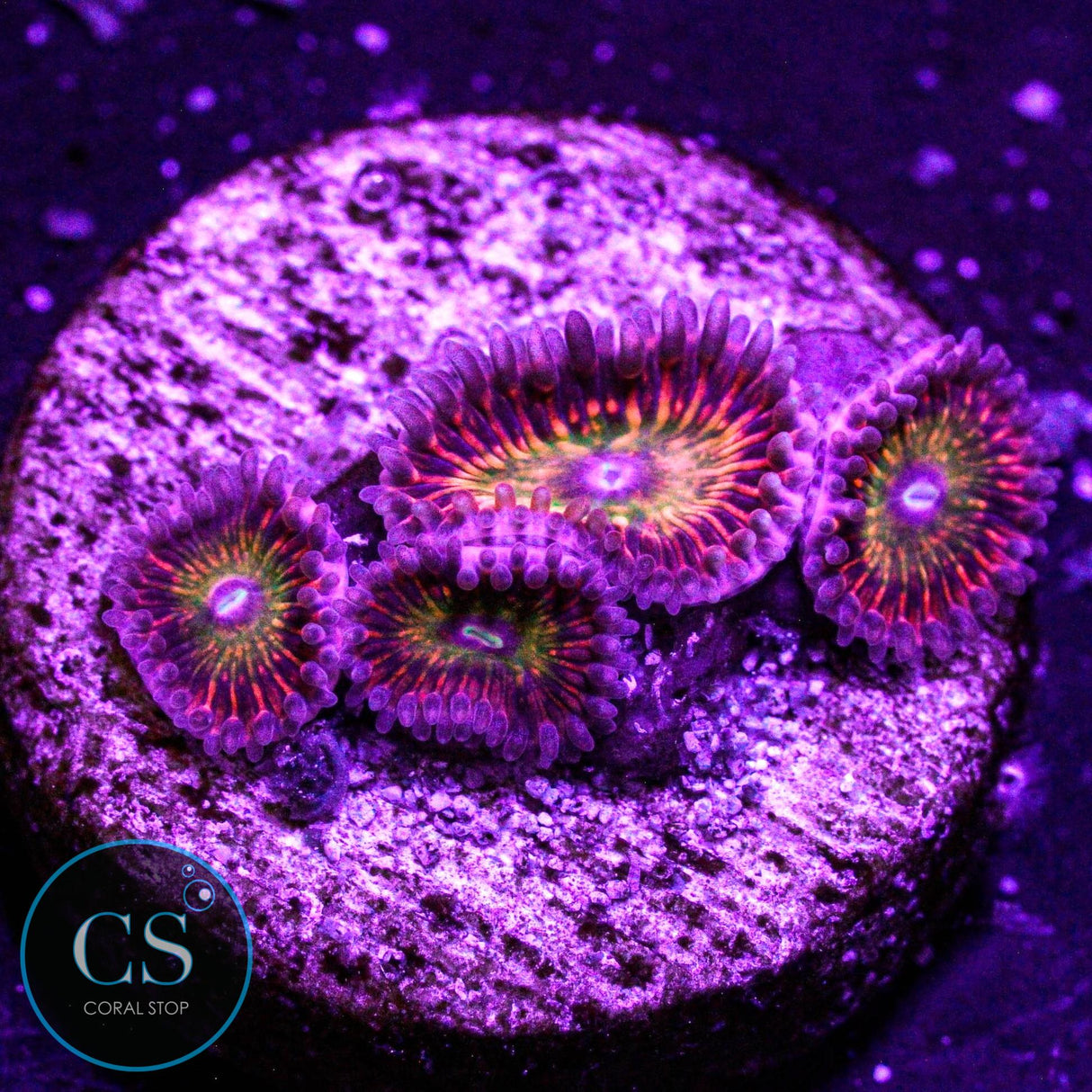 CB Krak God Zoa