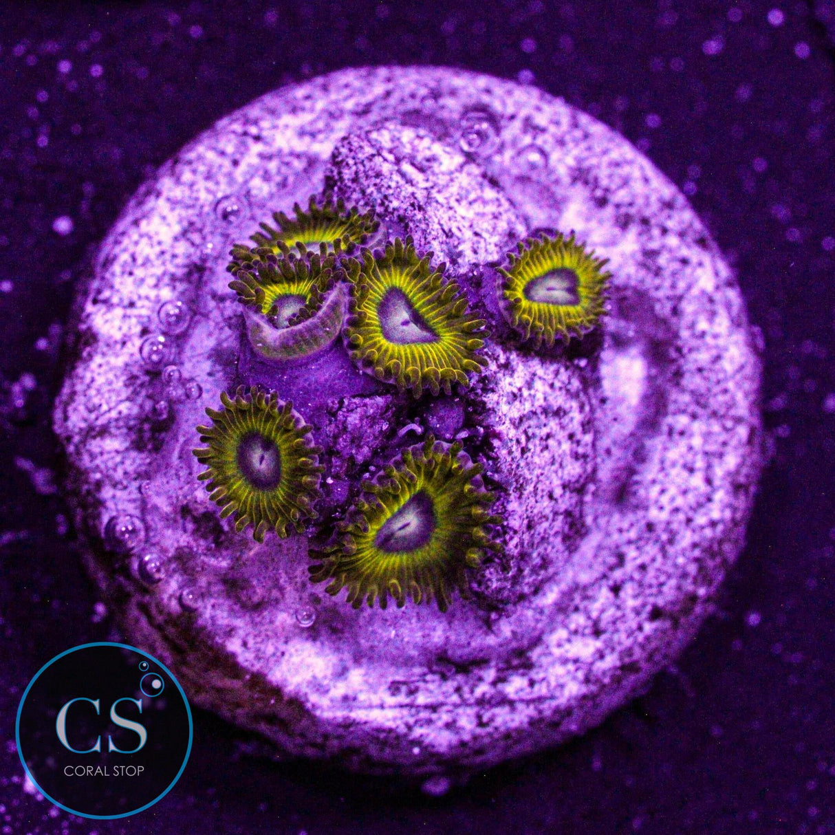Pikachu Zoa