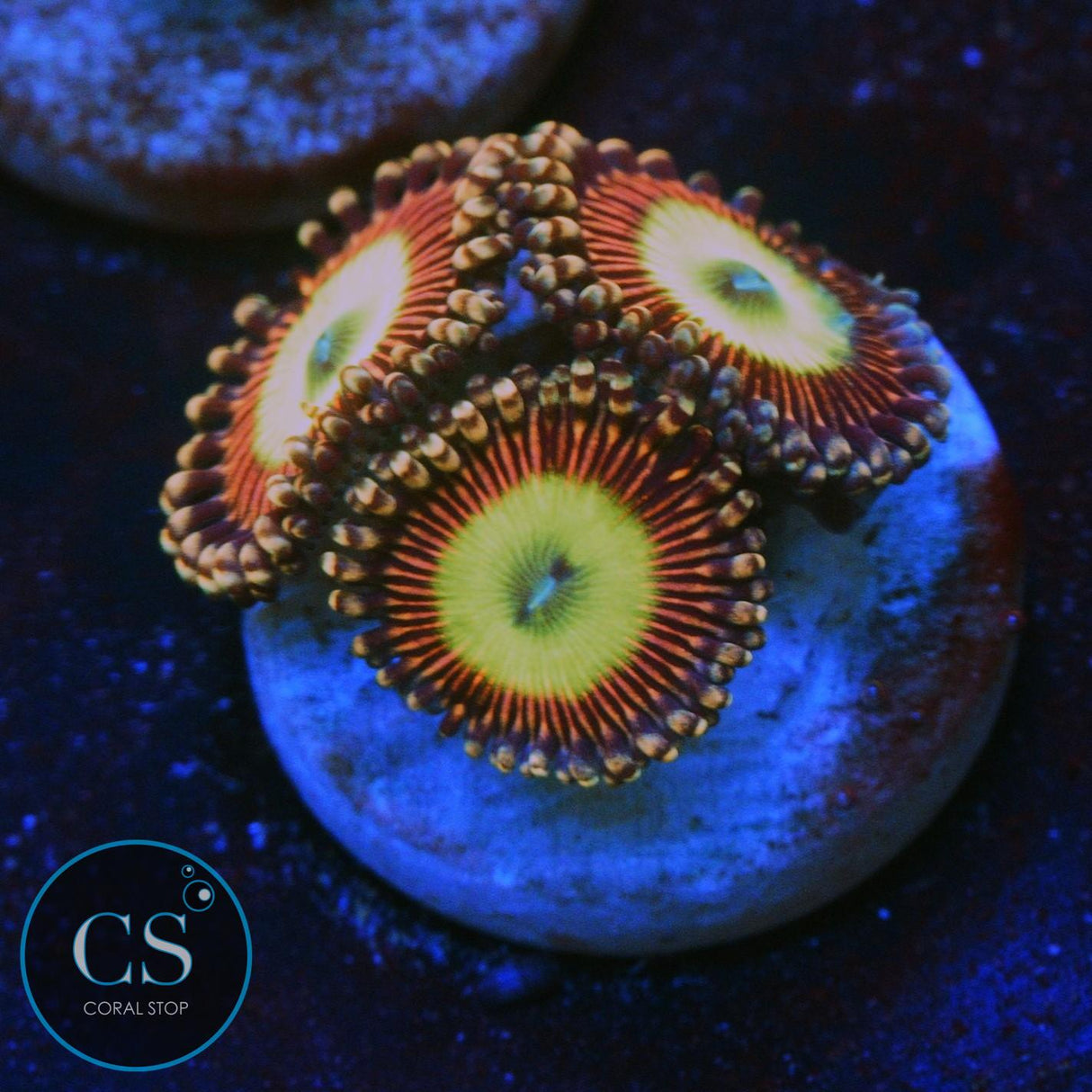 CANDY APPLE PINK ZOA
