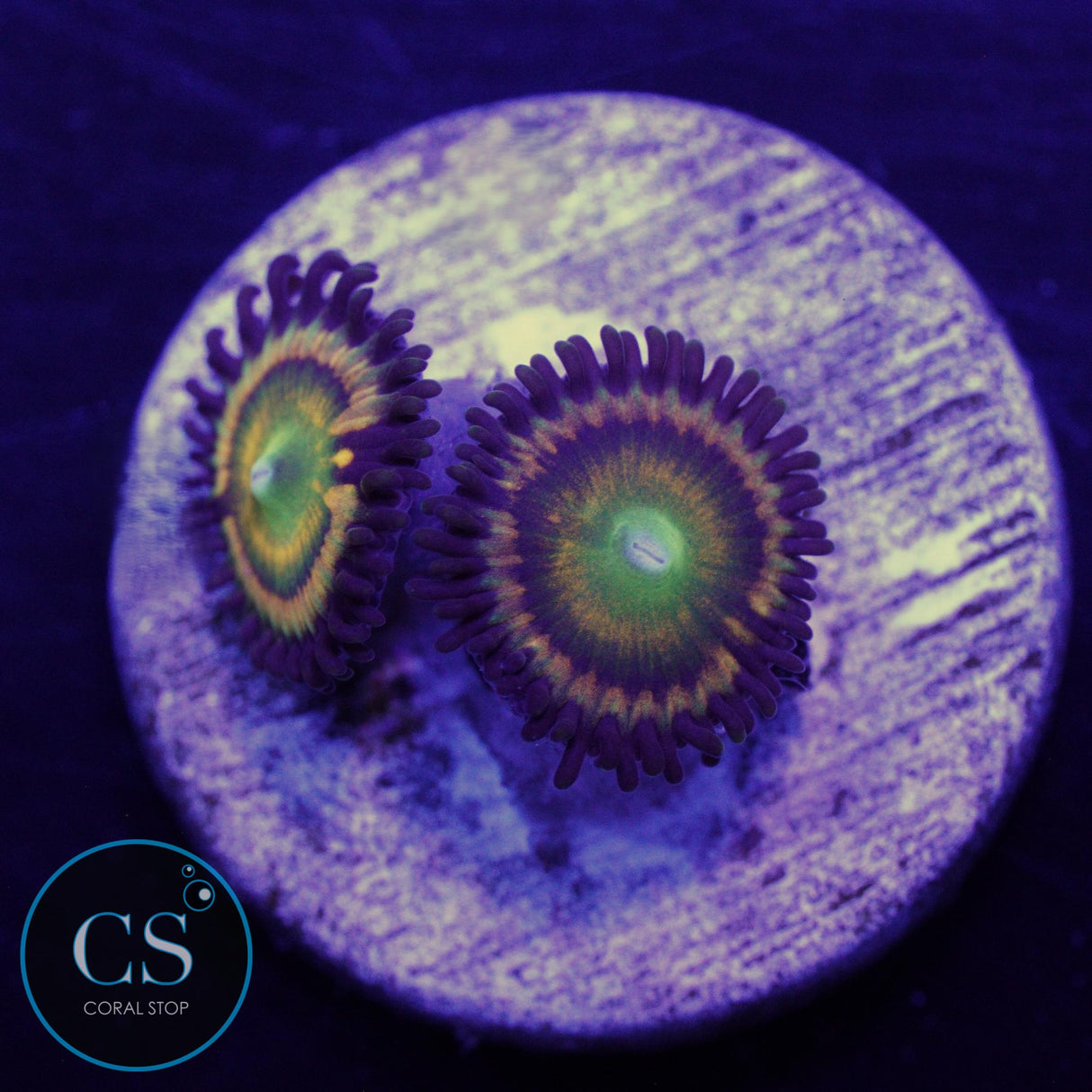 CITRUS COOLER ZOA