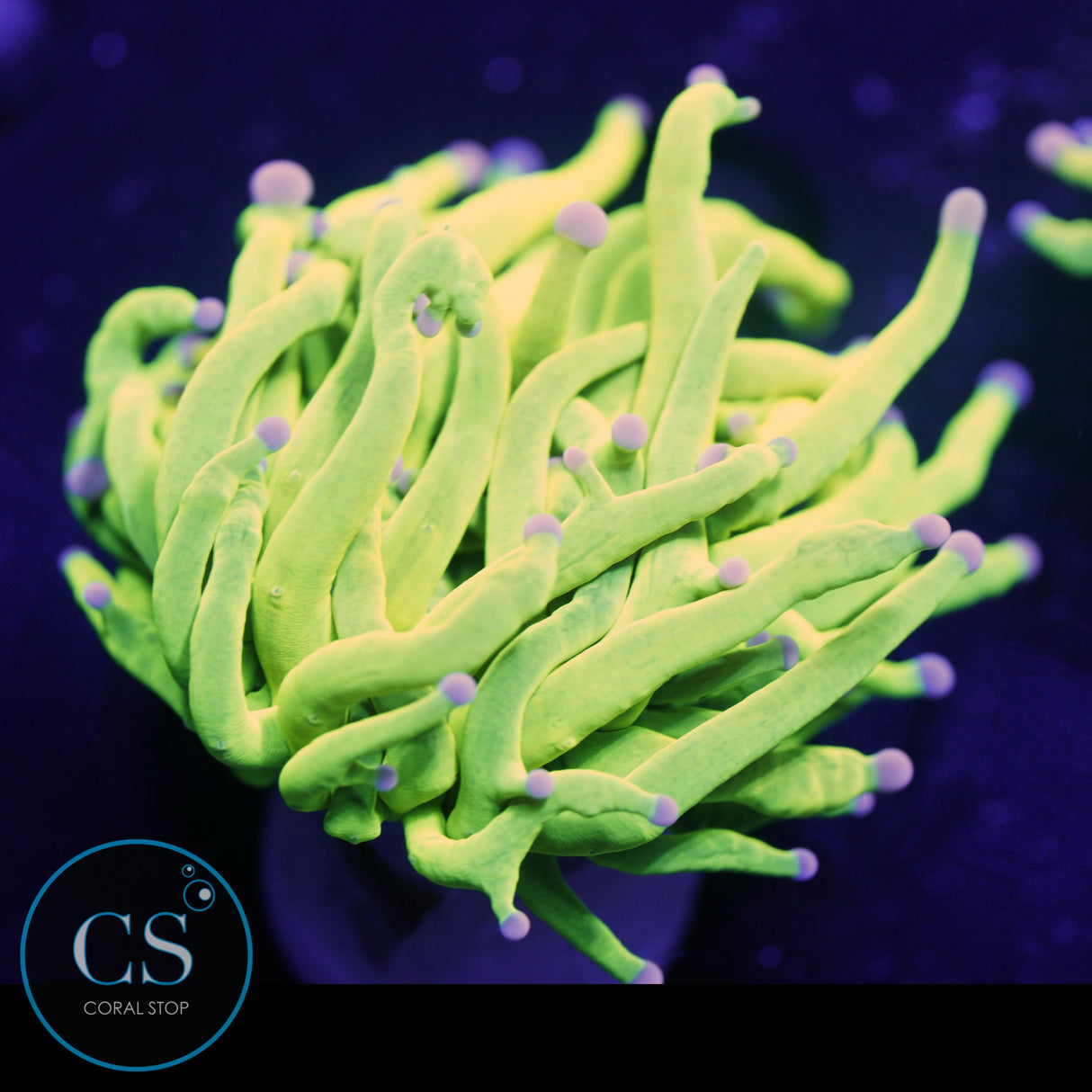 COTTON CANDY HOLY GRAIL TORCH