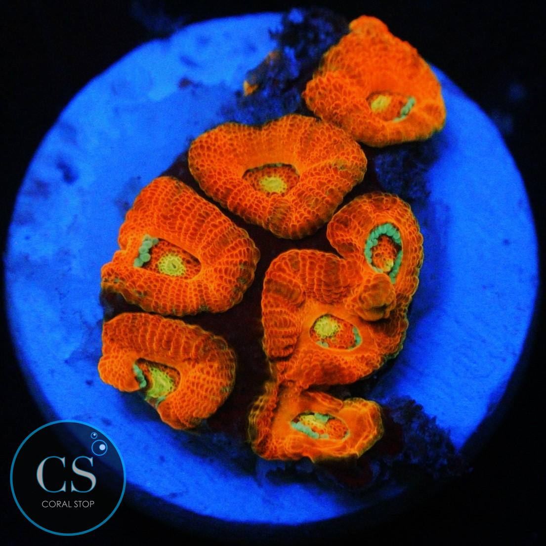 CS NEW RELEASE SUPREME MICROMUSSA