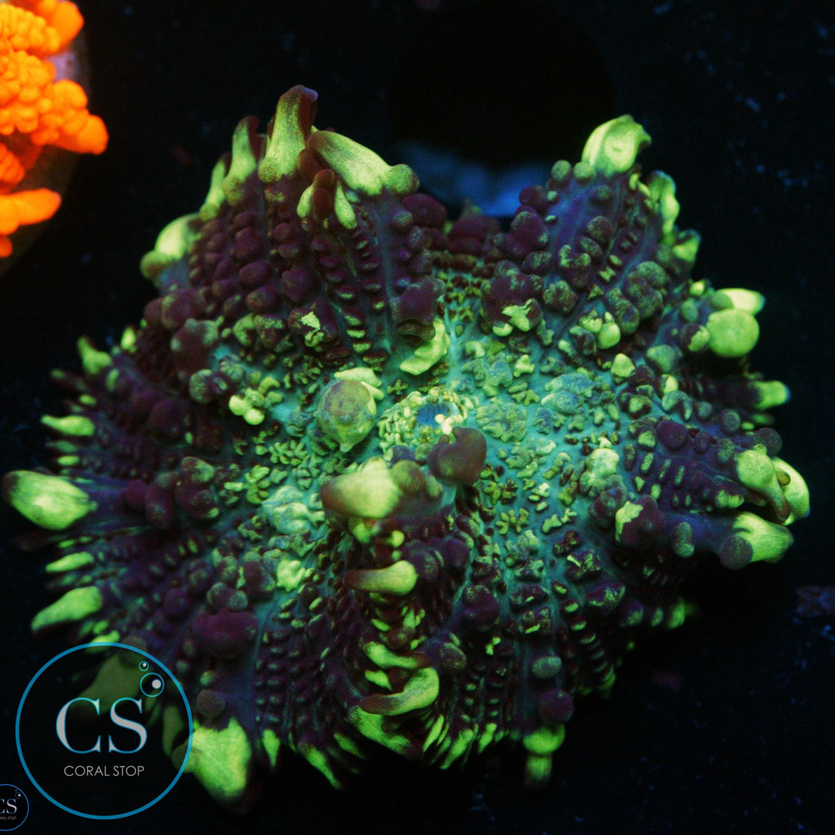 CS GRIMACE BOUNCE MUSHROOM