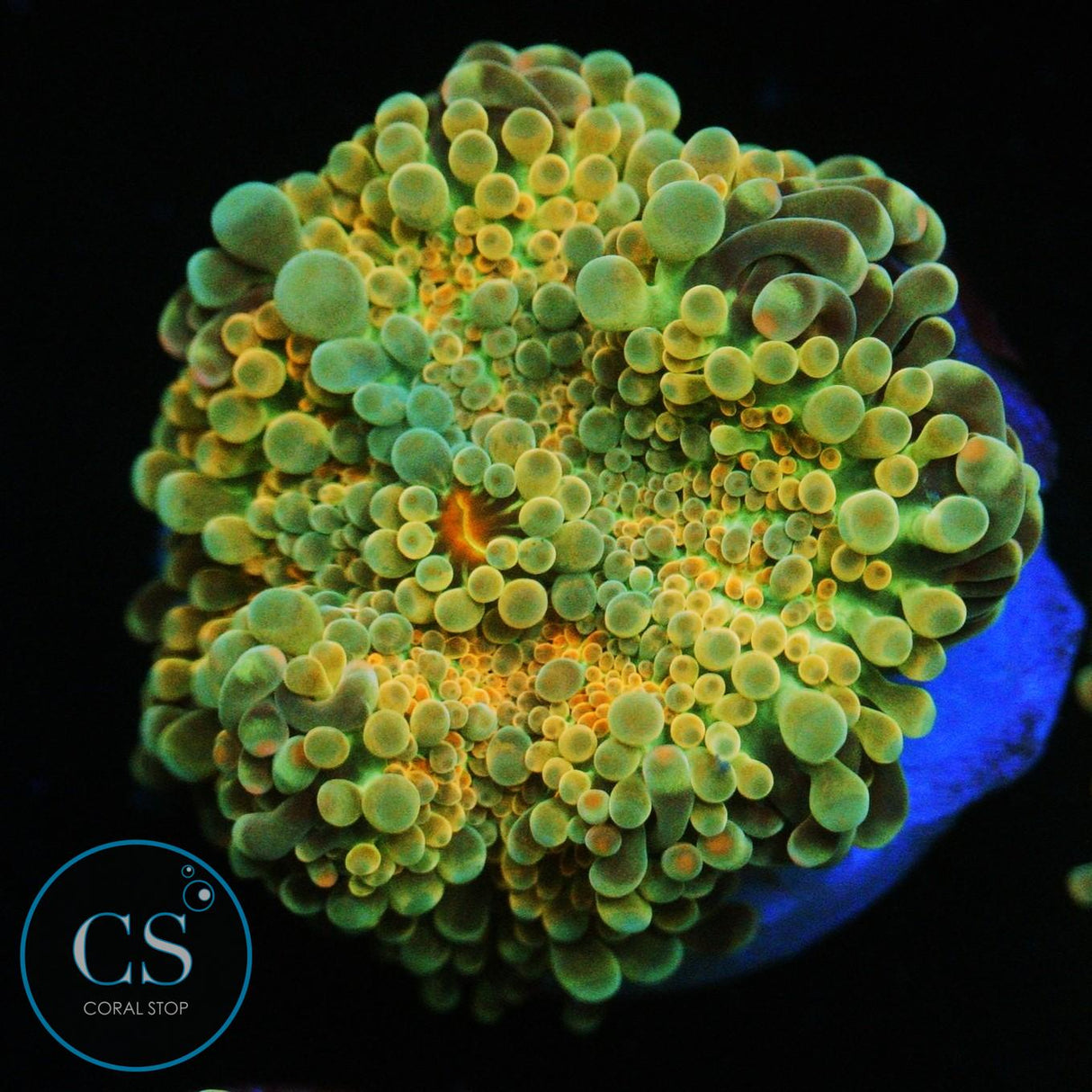 RAINBOW MALAYSIAN YUMA MUSHROOM