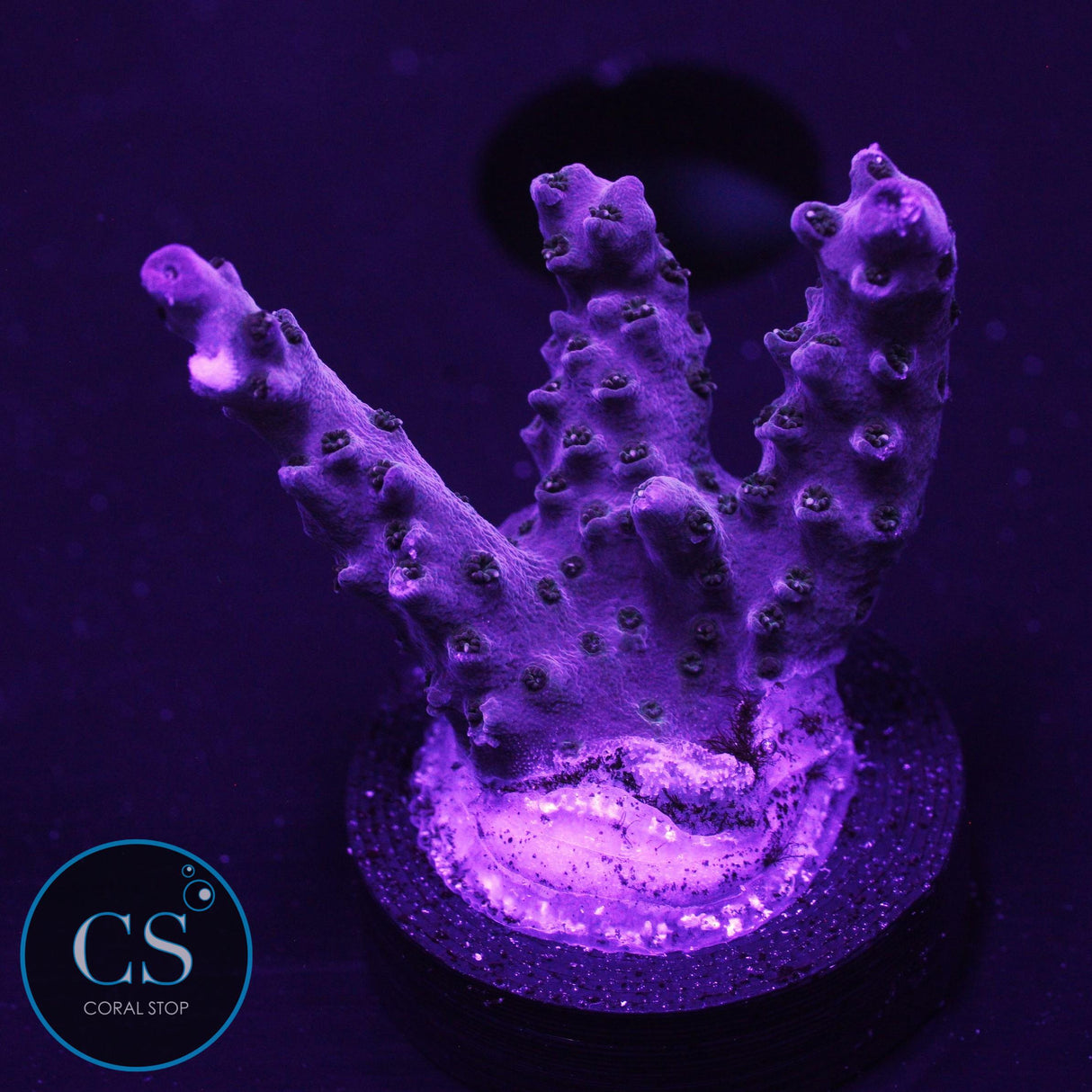 SBB Berry Shortcake Acro