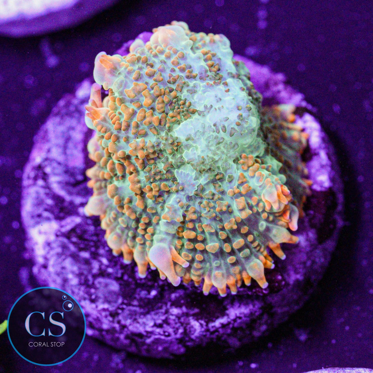Ultra Tequila Sunrise Mushroom