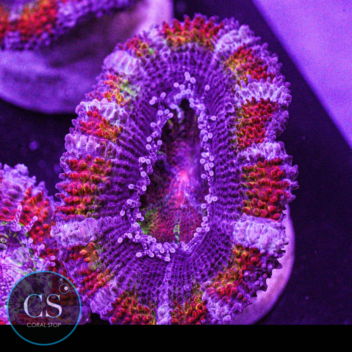 CS New Release Technicolor Acan